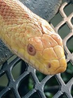orangehead.jpg