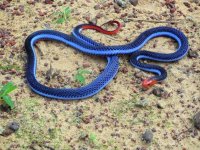 Blue-Coral-Snake.jpg