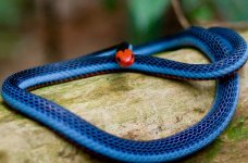 Blue-Coral-Snake-Pictures.jpg