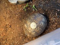 IMG_1339.jpeg
