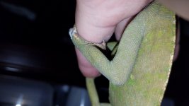 Veiled Chameleon - 4 20200811_125821.jpg