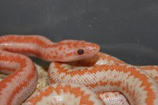 Sunglow3.jpg