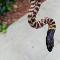 CaptivatingCritters