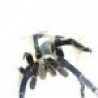 PsychedelicTarantula