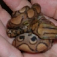geckogrl6