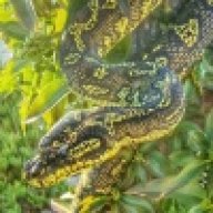 AReaHerps