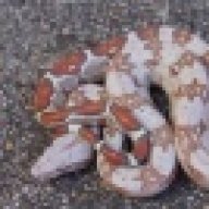 I.F. Serpents