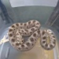 ROYGBIV_Reptiles