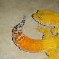 Pacific Gecko