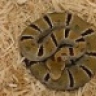 ChondroPy