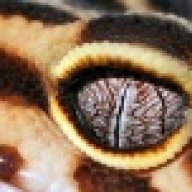 ASH GECKOS