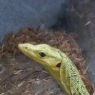 kingcobra