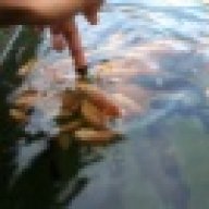 GeckoMorphX