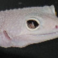WHKRAZYK
