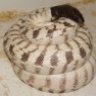 SerpentDan