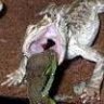 Reptileking636