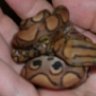 geckogrl6