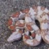 I.F. Serpents
