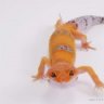 Qualitygeckos