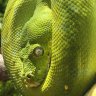 Onas Exotics
