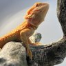 CalicoDragons