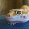 reptilelovergal