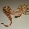 DS Reptiles
