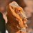 jossranchbearded dragons