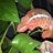 RC White Geckos