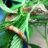 Goanna_Mama