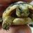 LRtortoises