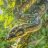 AReaHerps