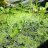 XSeed