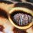 ASH GECKOS