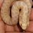 geckos70