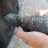 uromastyx13