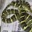 Snakeholic