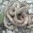 GPM(Reptiles)
