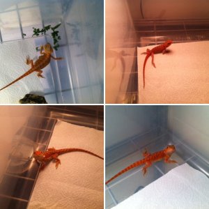CalicoDragons