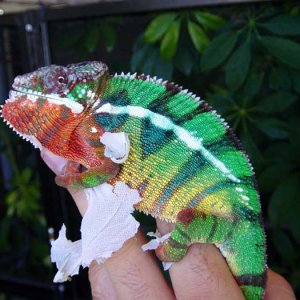 Ambilobe