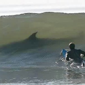 Cowabunga, dude!
