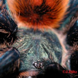 C.cyaneopubescens