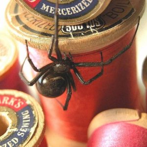 L.hesperus on thread