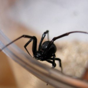 L.hesperus