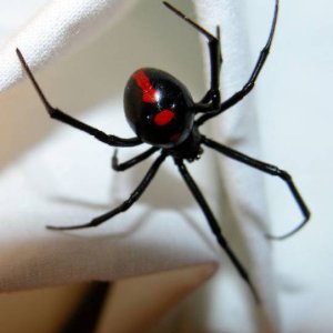 L.variolus