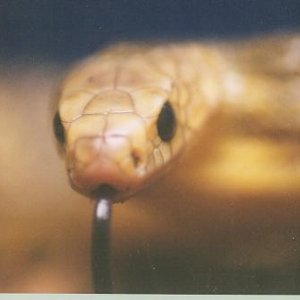 New Colubrid