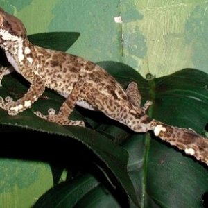 Uroplatus Henheli