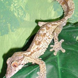 Male Striped Uro Henkeli