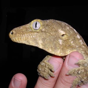 Male Leachianus profile