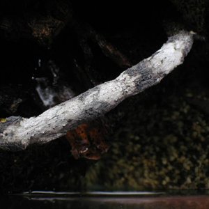 White Patched Mossy